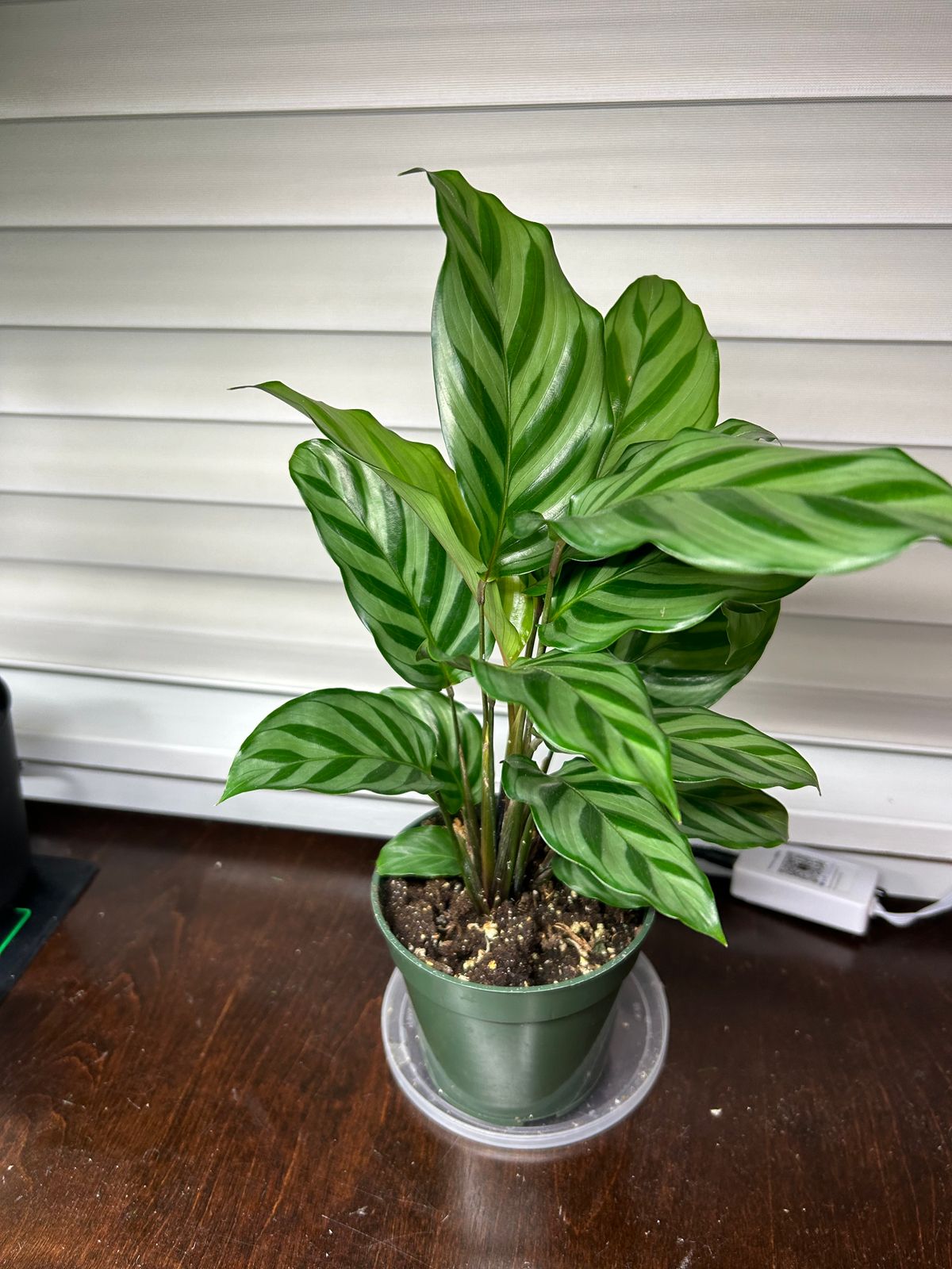 4" Calathea 'Freddie'  BWH Plant Co