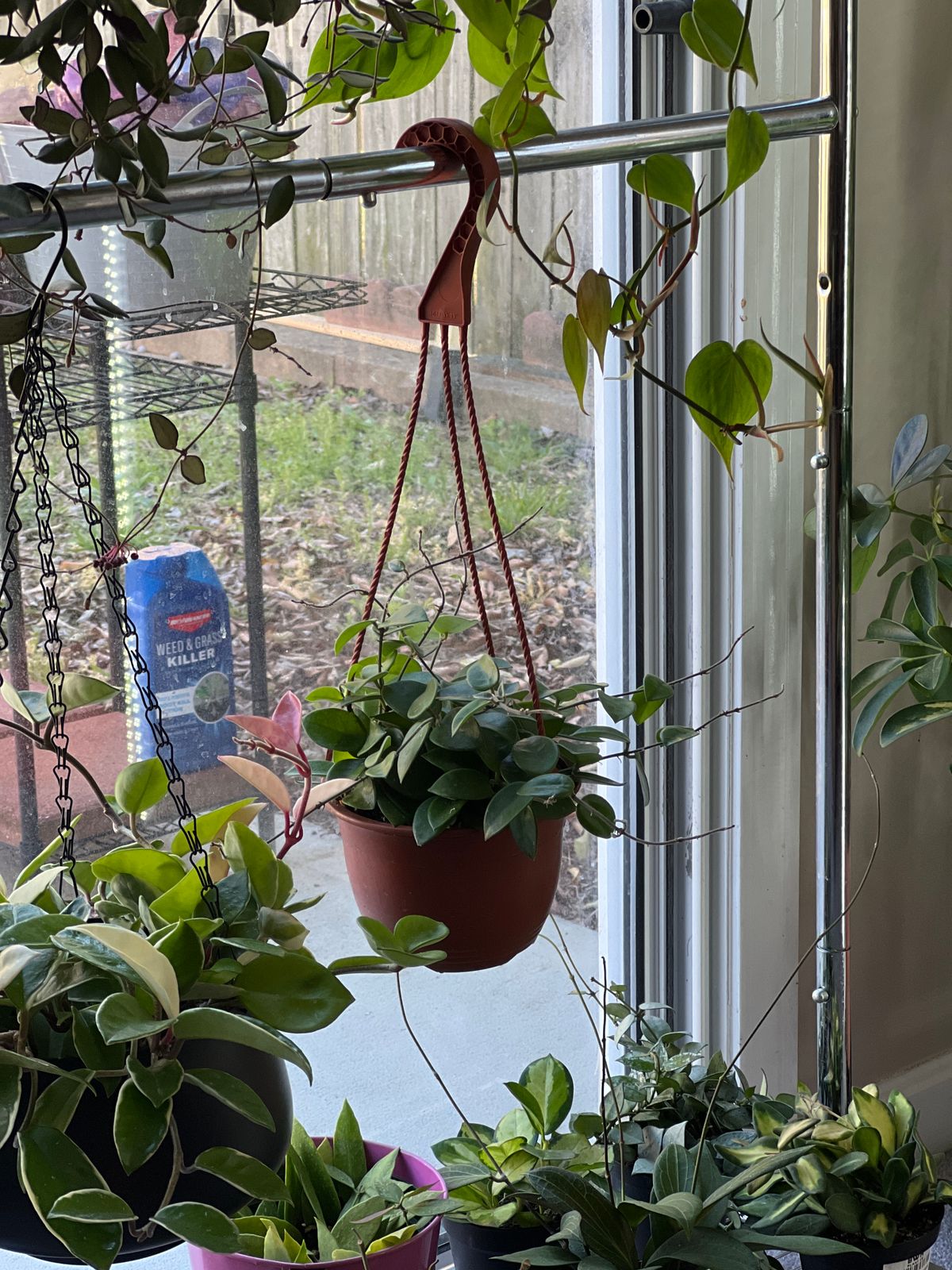 hanging mint plant Indian Mint (Satureja) Hanging Basket