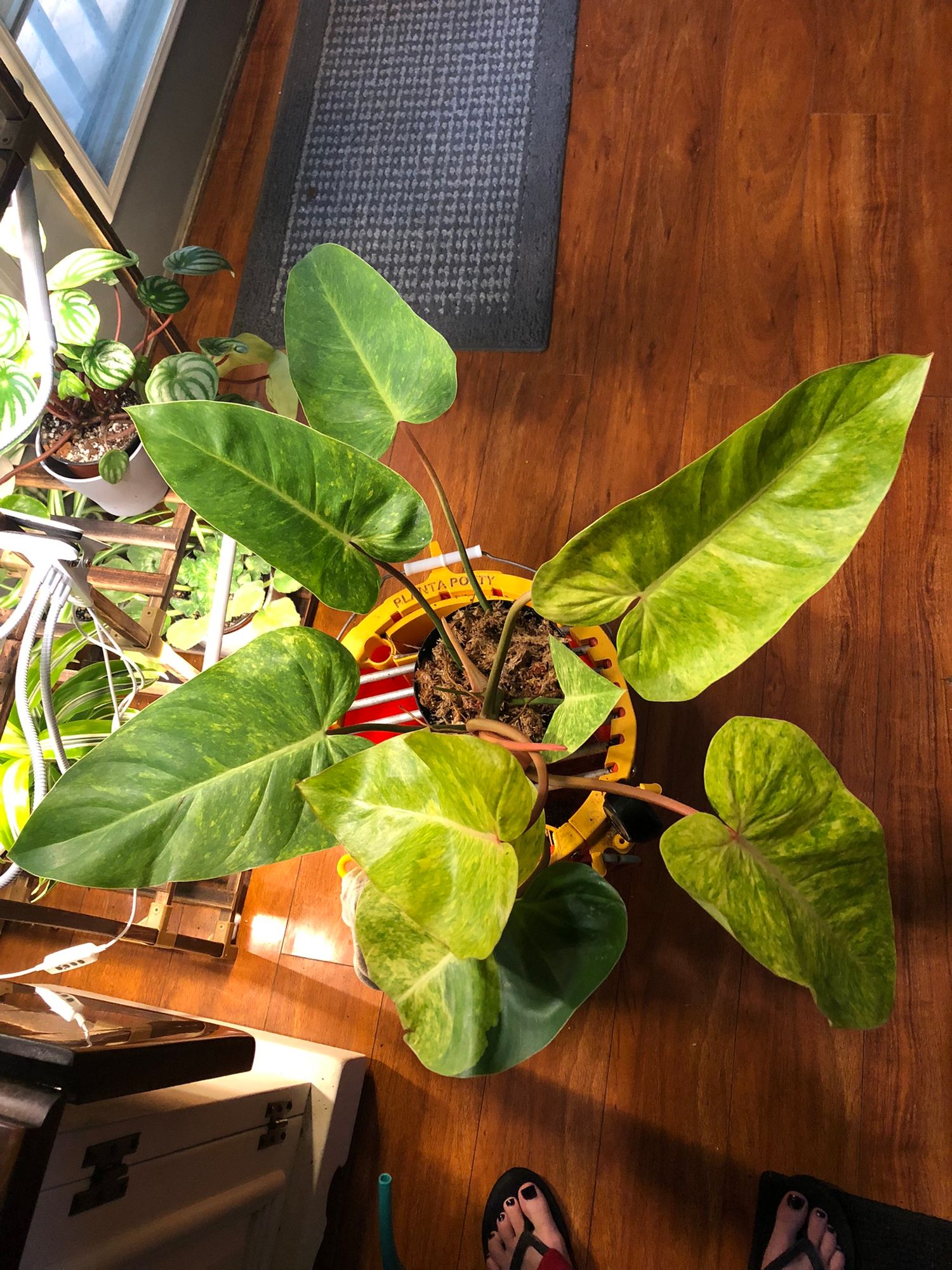 6" Philodendron 'Painted Lady' - BWH Plant Co.