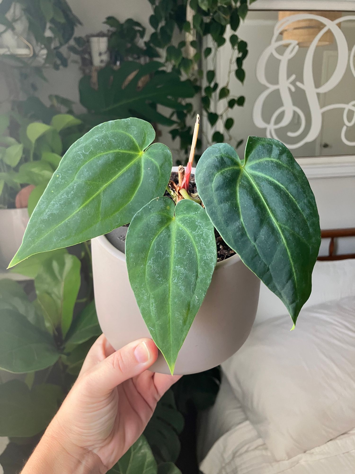 4" Anthurium 'Magnificum x Crystallinum'  BWH Plant Co