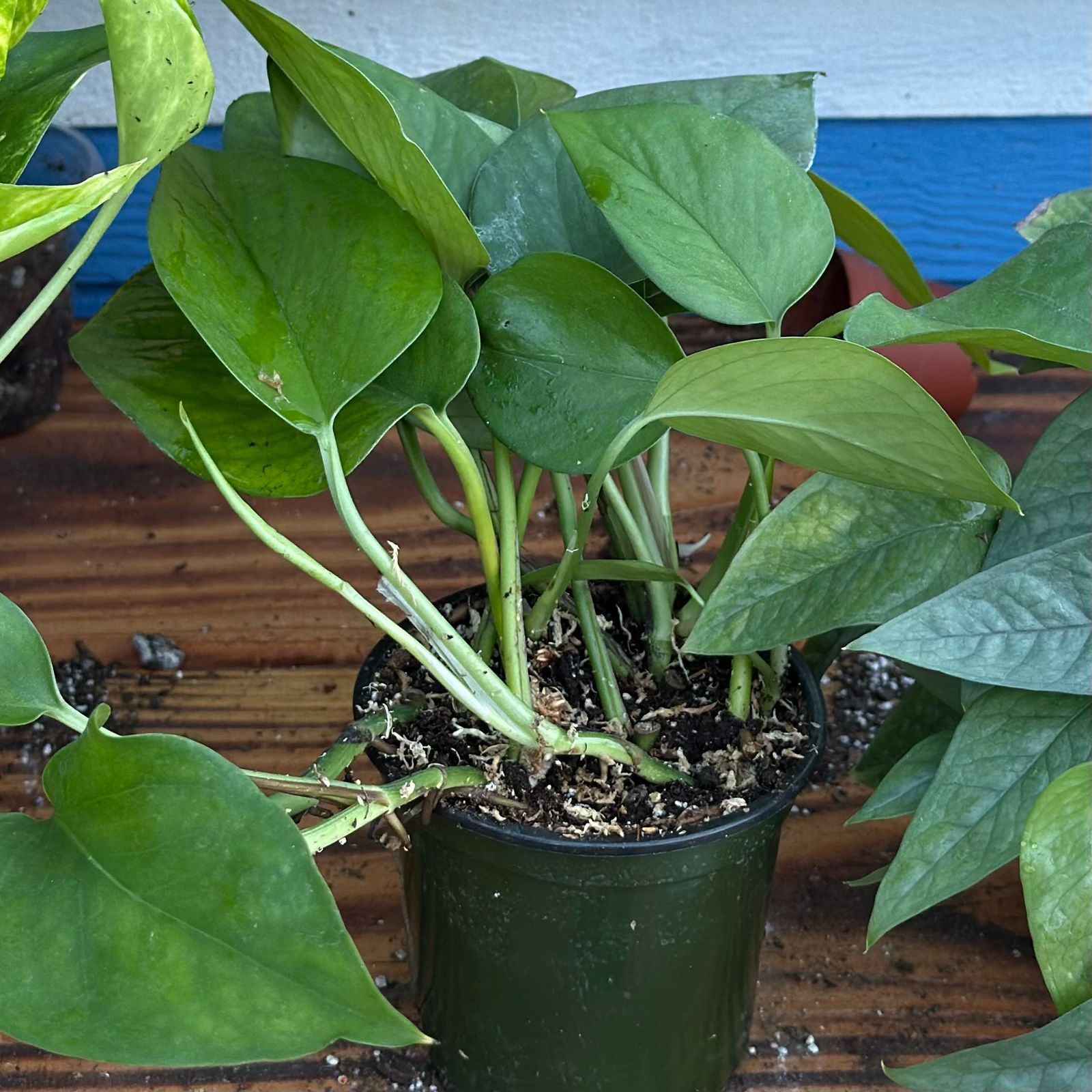 4" Pothos 'Jade'  BWH Plant Co