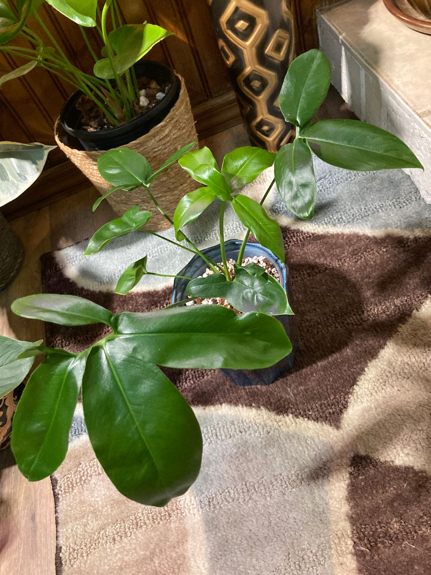 6" Thaumatophyllum Spruceanum (Philodendron Goeldii)  BWH Plant Co