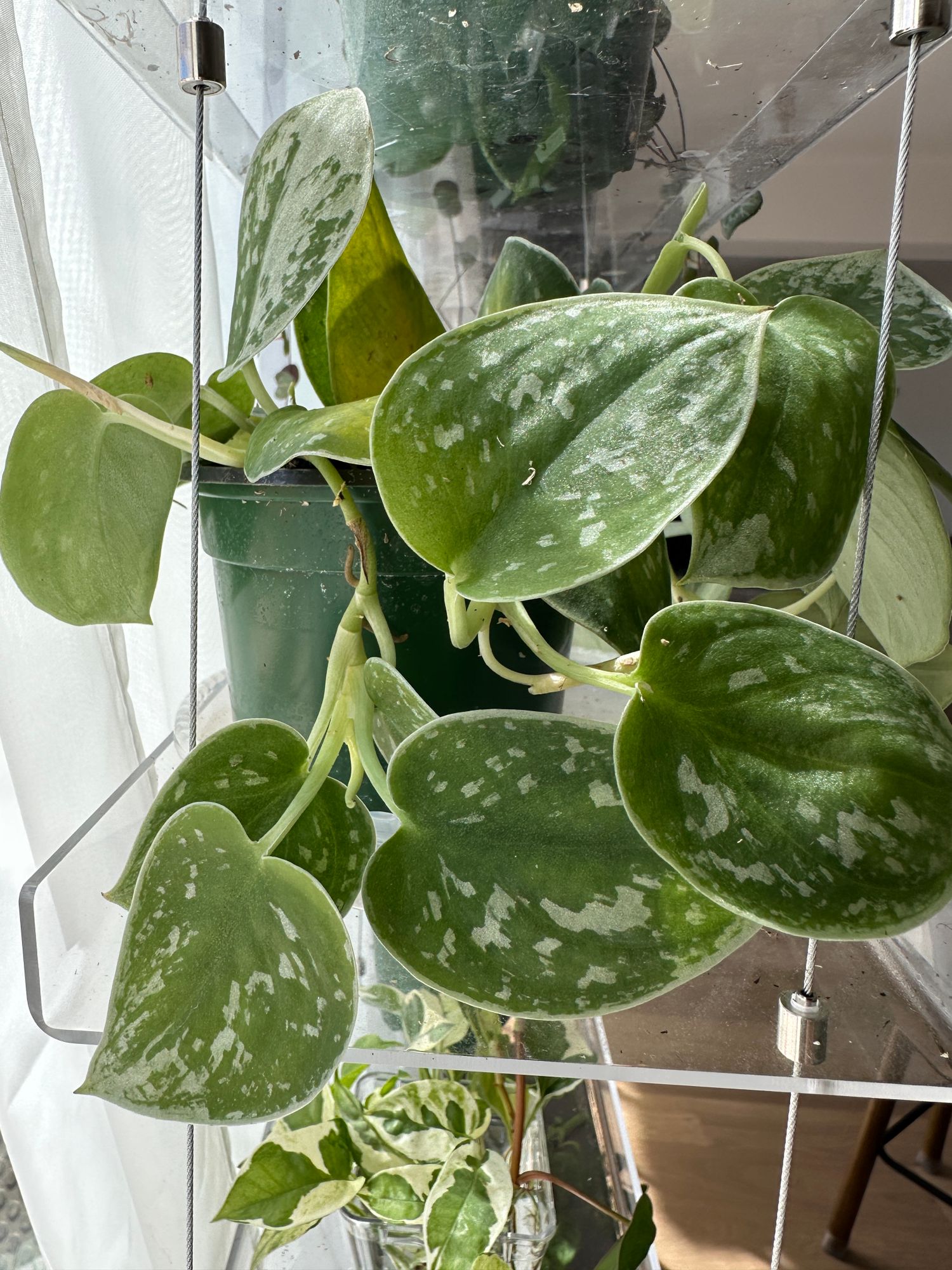 6" Scindapsus 'Silvery Ann' (Hanging Basket)  BWH Plant Co