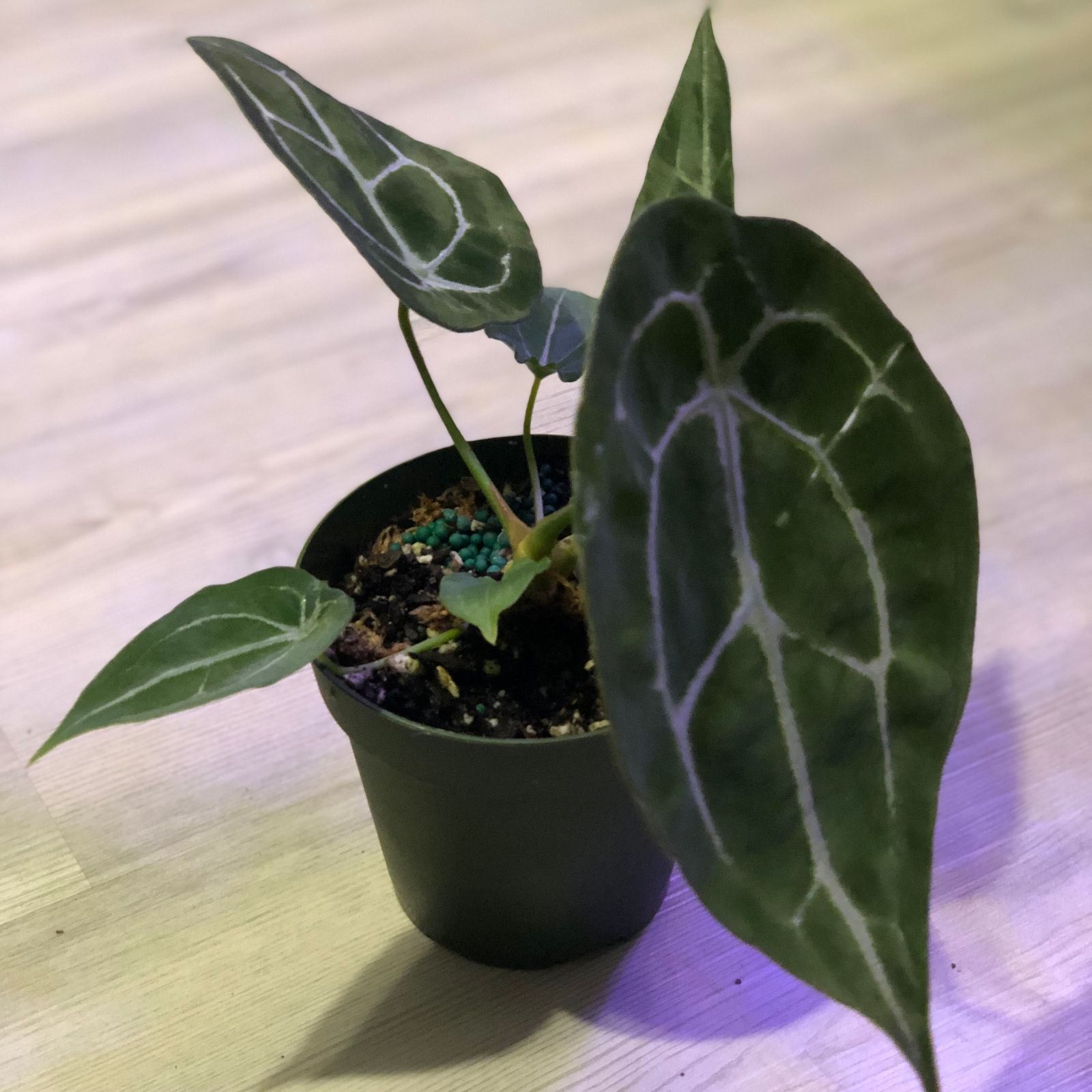 4" Anthurium 'Forgetii Hybrid'  BWH Plant Co