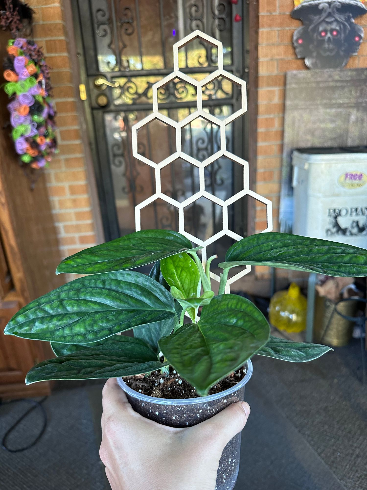4" Monstera 'Peru'  BWH Plant Co