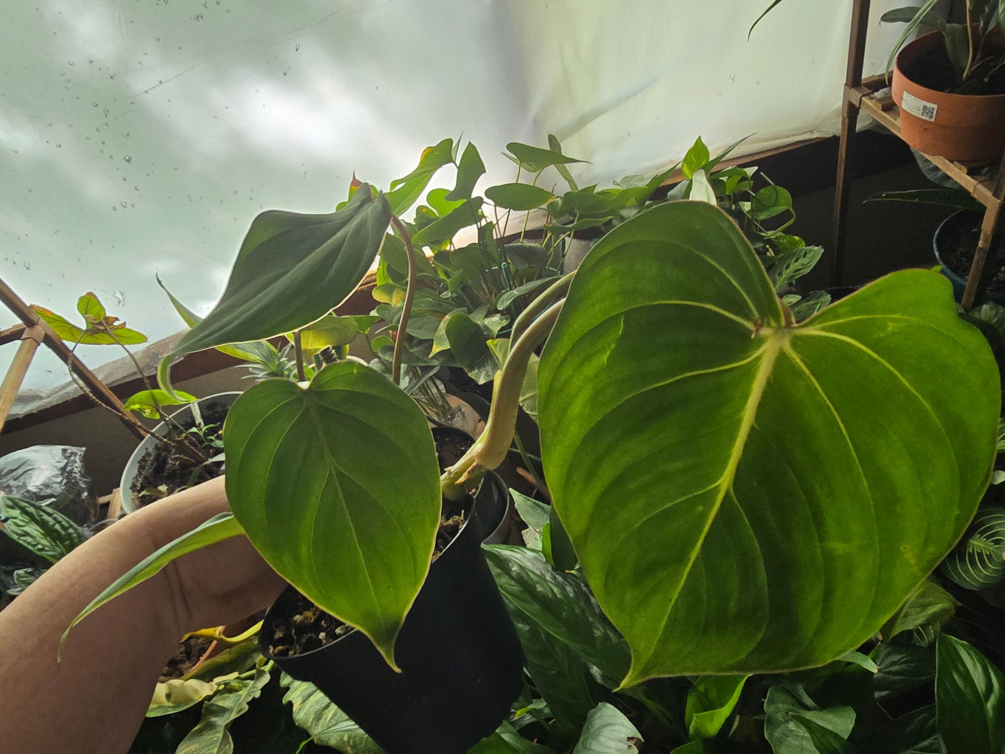 artificial peace lily Artificial Peace Lily main image 1