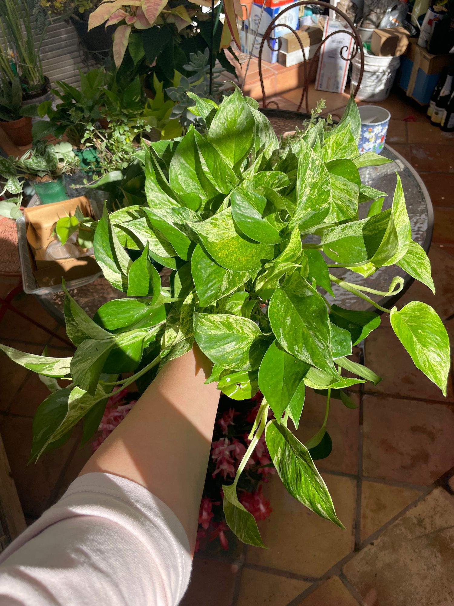 6" Pothos 'Neon Queen' (Hanging Basket)  BWH Plant Co