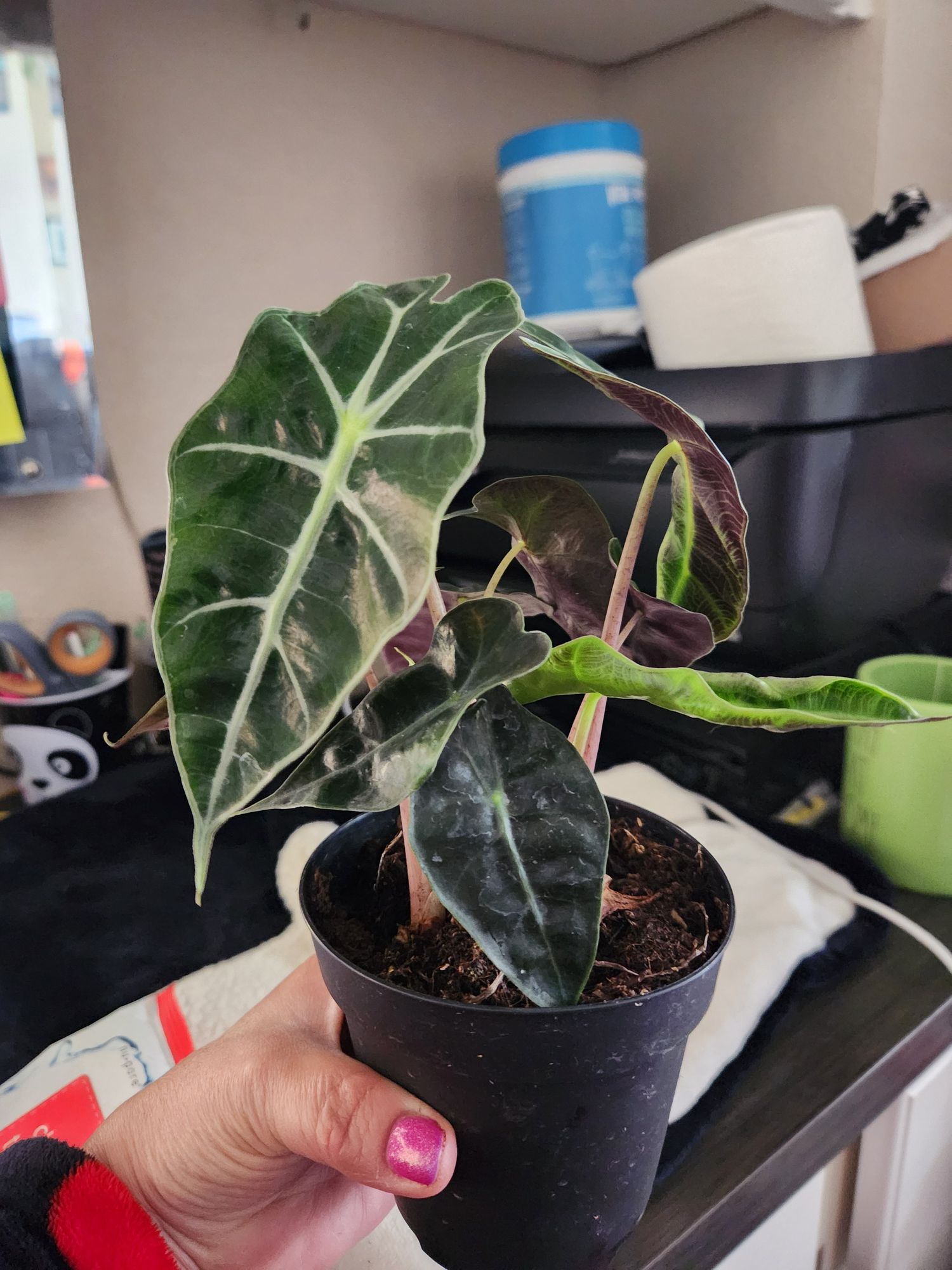 4" Alocasia 'Polly'  BWH Plant Co