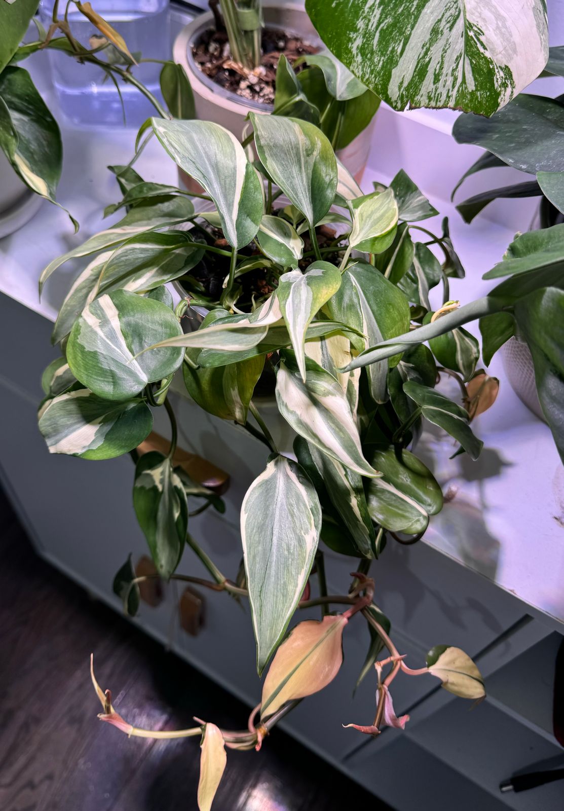 4" Philodendron 'Silver Stripe' (highly variegated)  BWH Plant Co