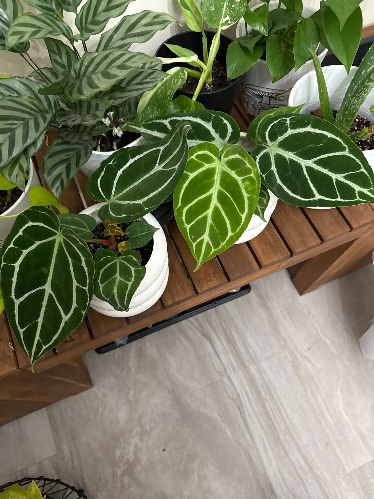 4" Anthurium 'Crystallinum'  BWH Plant Co