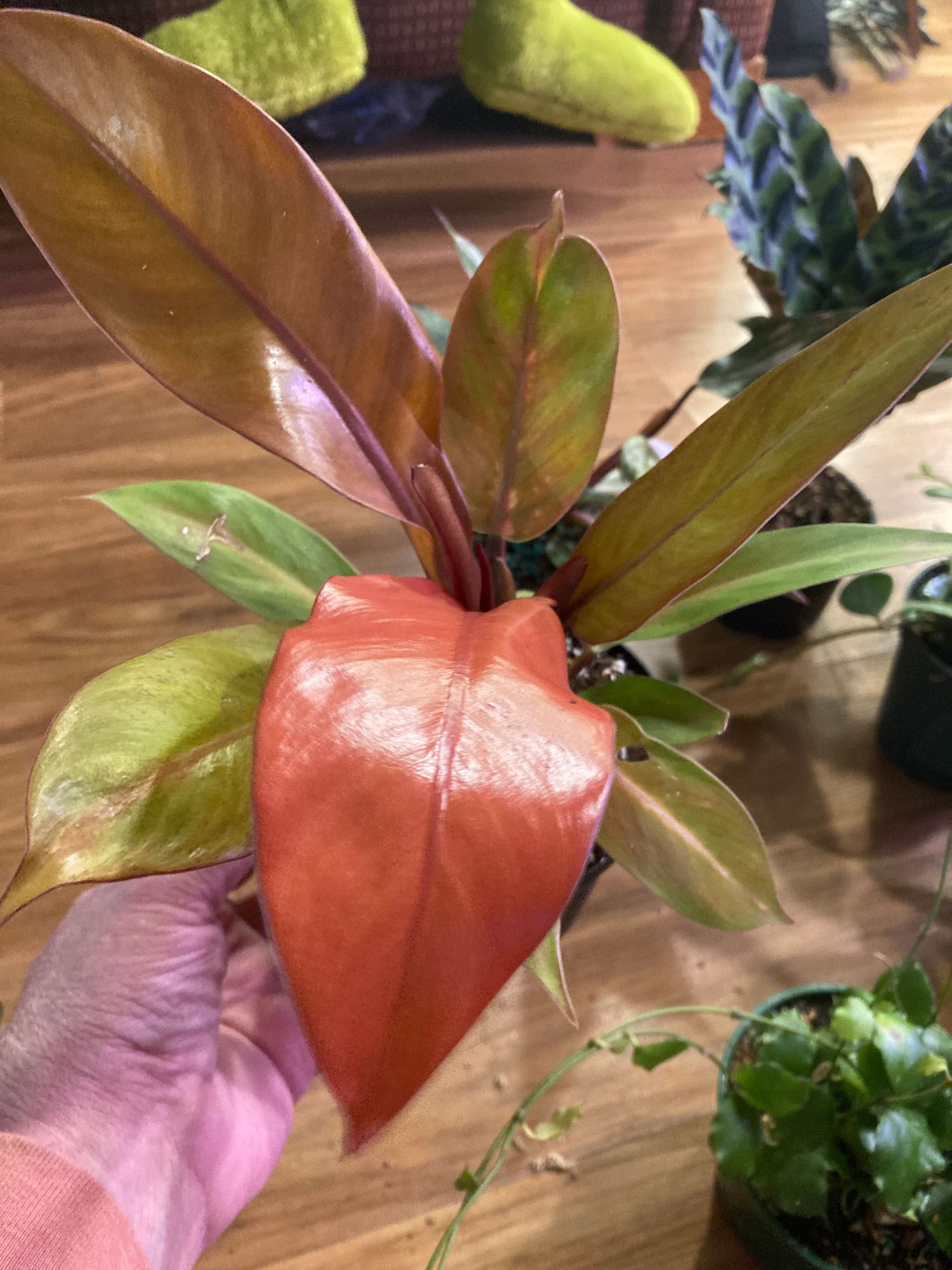 4" Philodendron 'Prince of Orange' - BWH Plant Co.