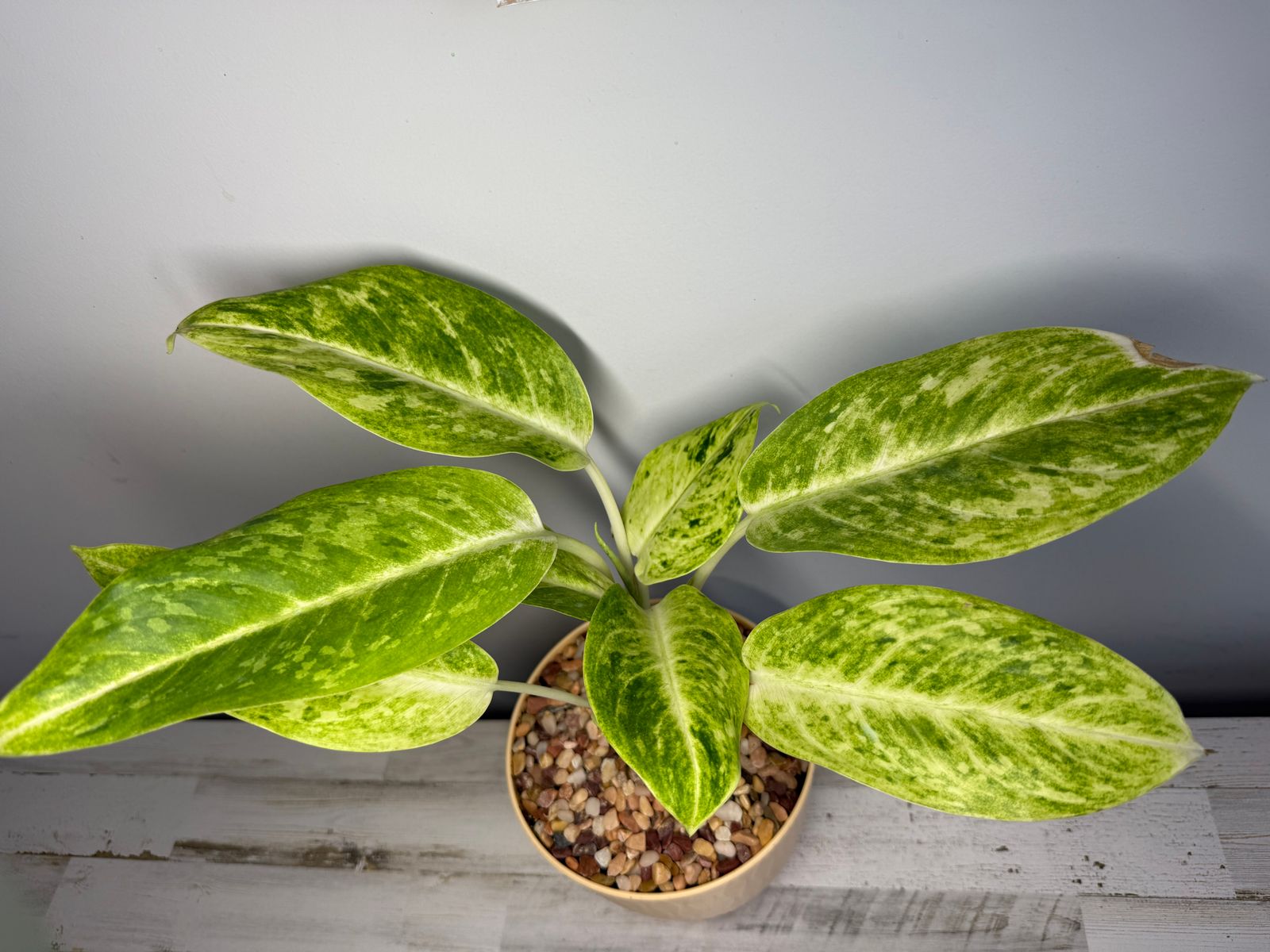 4" Aglaonema 'Sundrop'  BWH Plant Co