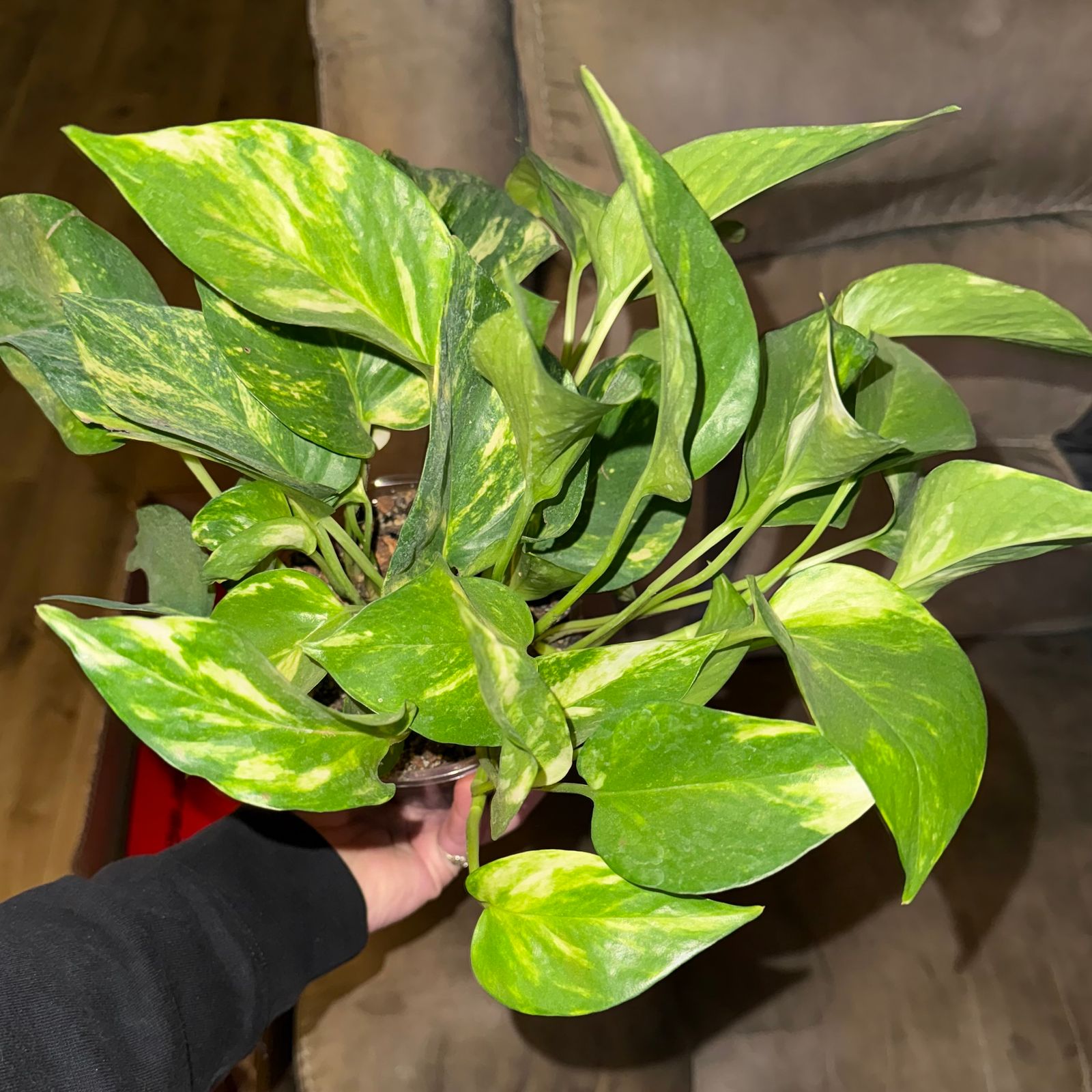 4" Pothos 'Golden Hi Color' - BWH Plant Co.