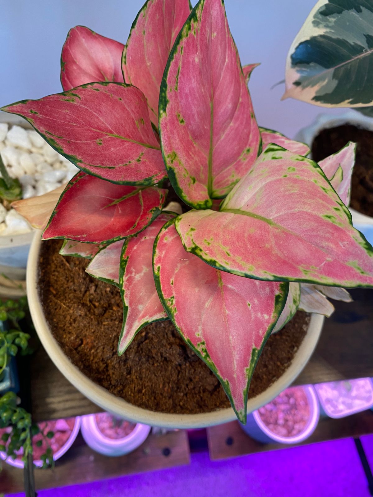 money tree chinese plant Money Tree Plant