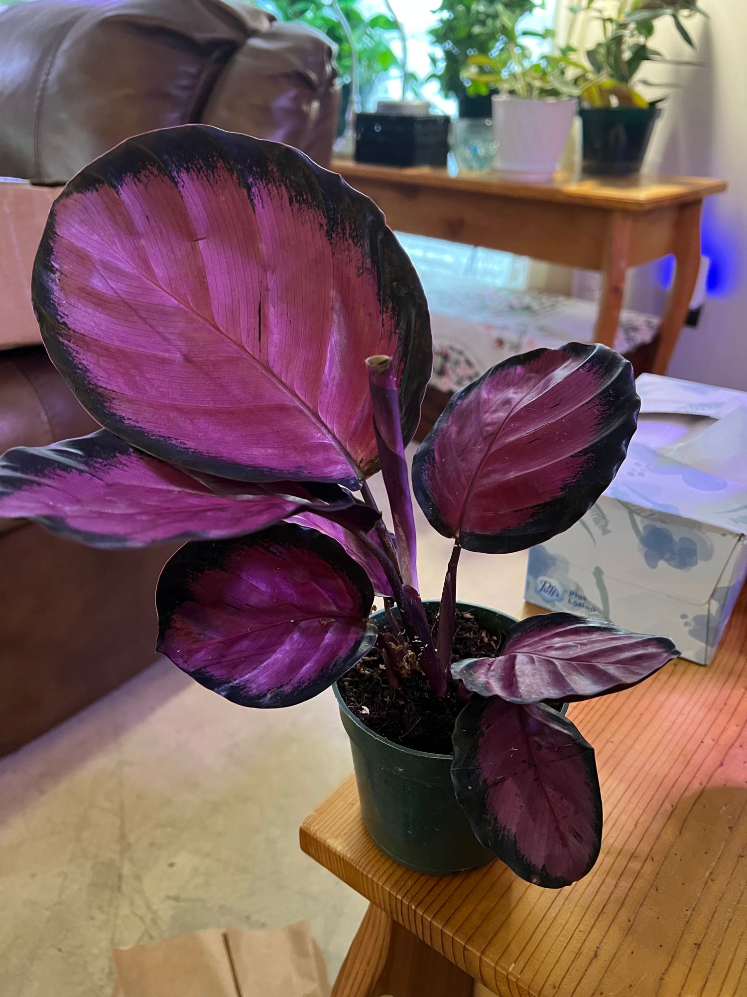 dracaena fragrans mix Dracaena fragrans 'Compacta' – Diameter Plants