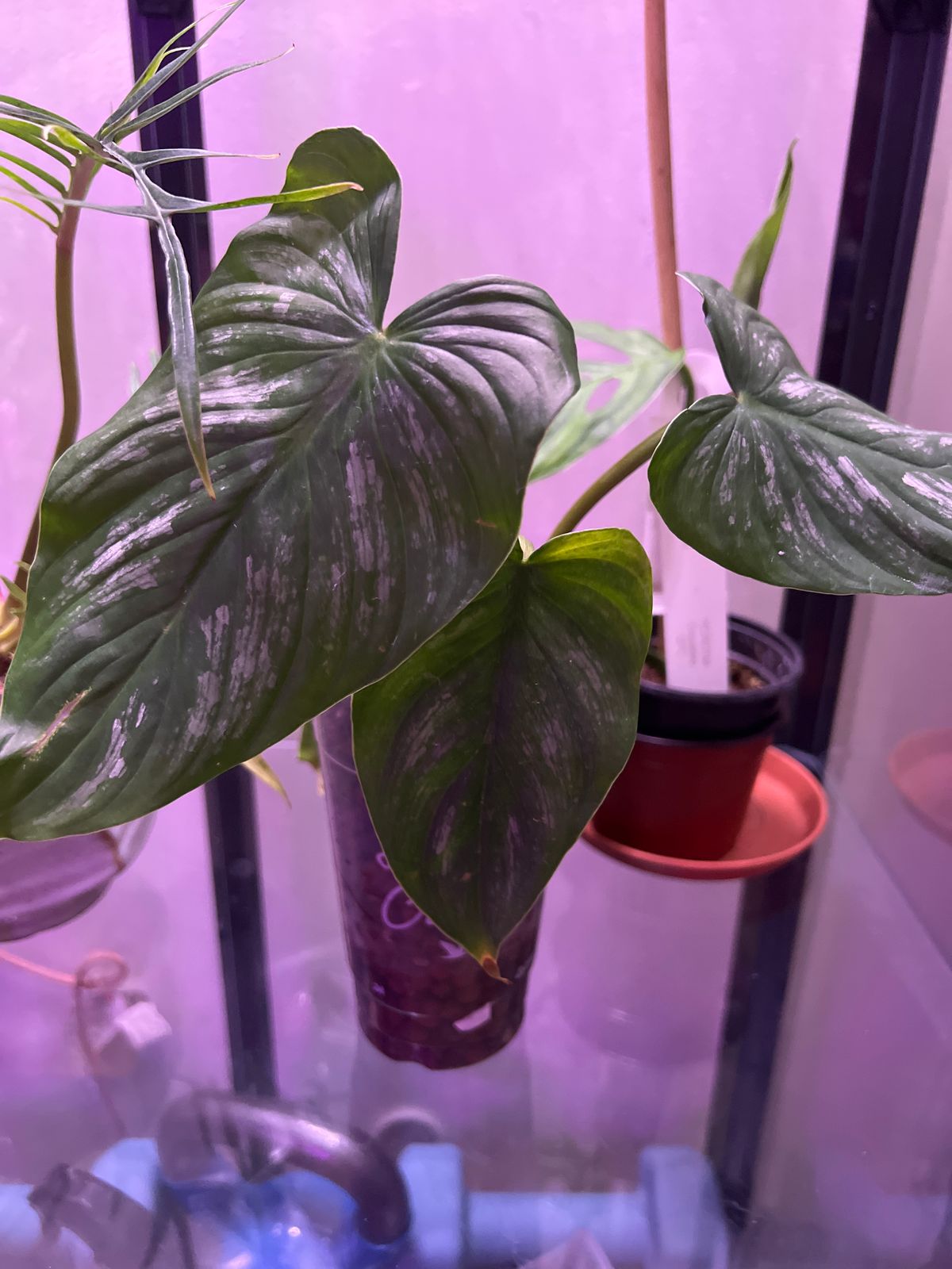 goldfish plant Nematanthus Black Goldfish