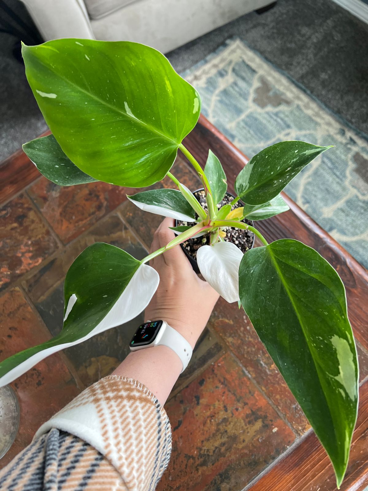 philodendron nanegalense Philodendron melanoneuron type