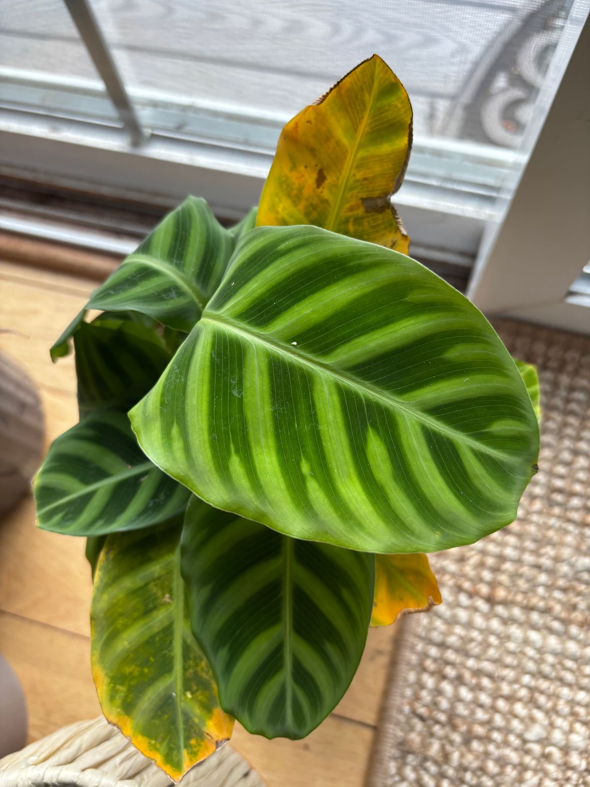 calathea orbifolia dünger Tipps zur Pflege deiner Pflanze : Calathea orbifolia – PflanzenFuerAlle main image 0