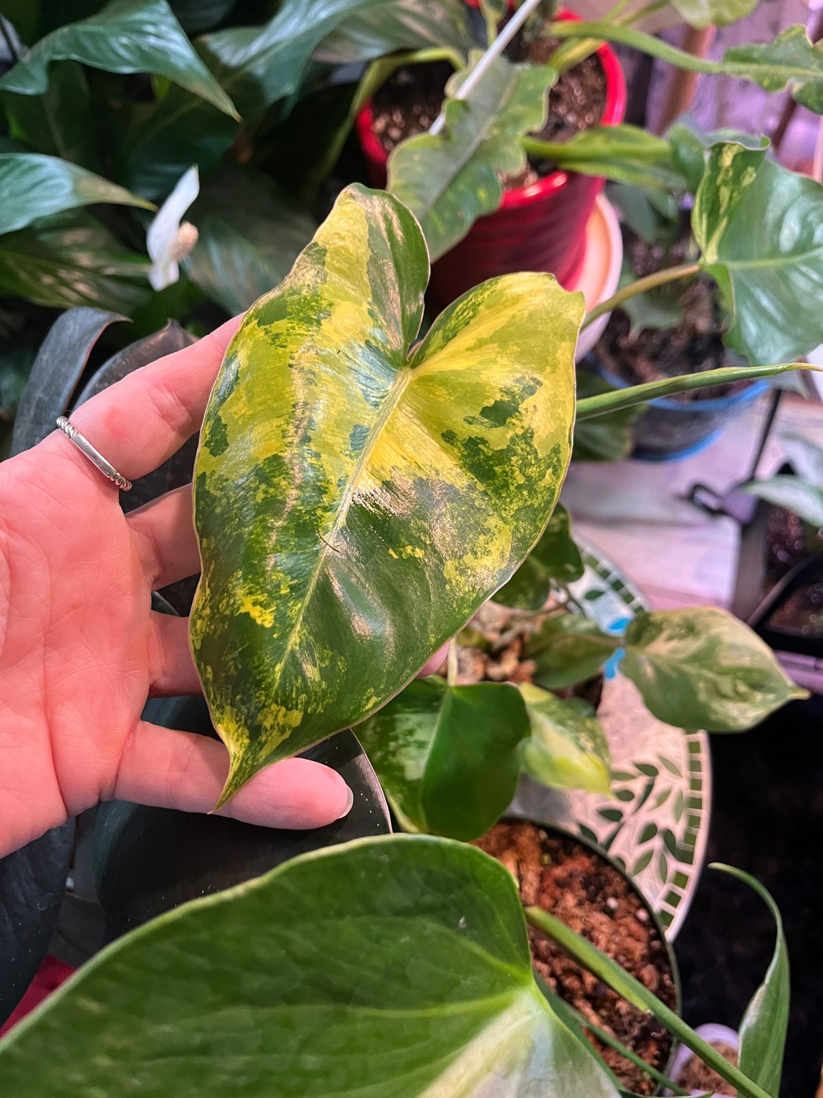philodendron bipinnatifidum hope Philodendron Selloum 'hope' -Philodendron bipinnatifidum