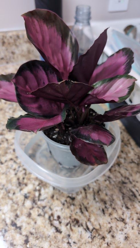 calathea gemischt Korbmarante 'Calathea ornata'