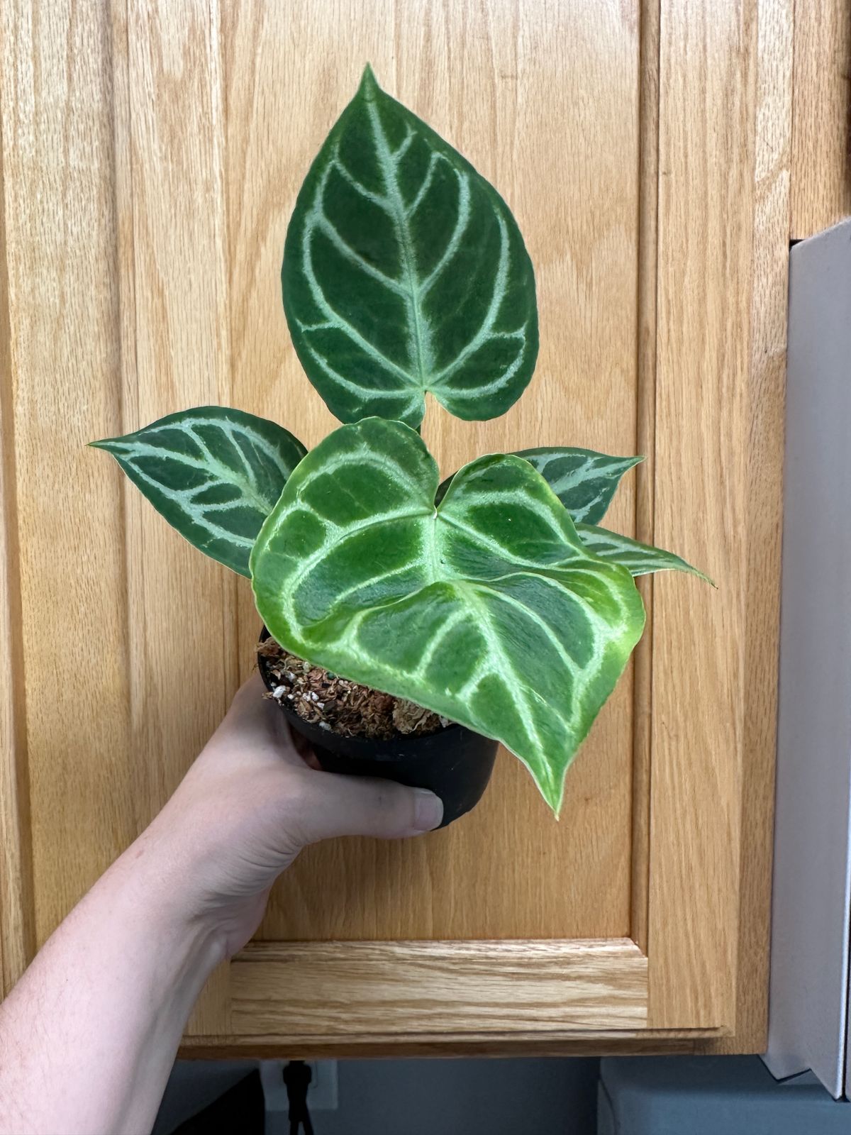 4" Anthurium 'Silver Blush'  BWH Plant Co