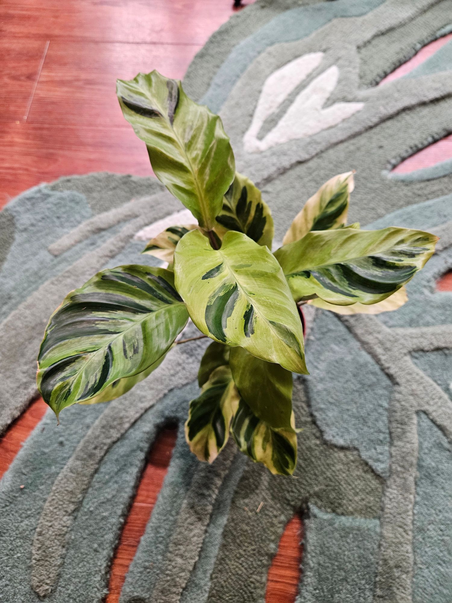 4" Calathea 'Yellow Fusion'  BWH Plant Co