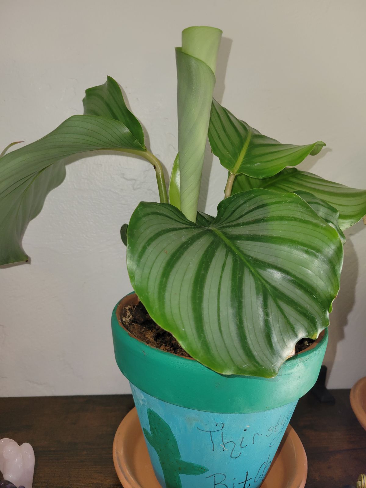 dracaena compacta janet craig Dracaena Janet Craig Compacta Cane main image 0