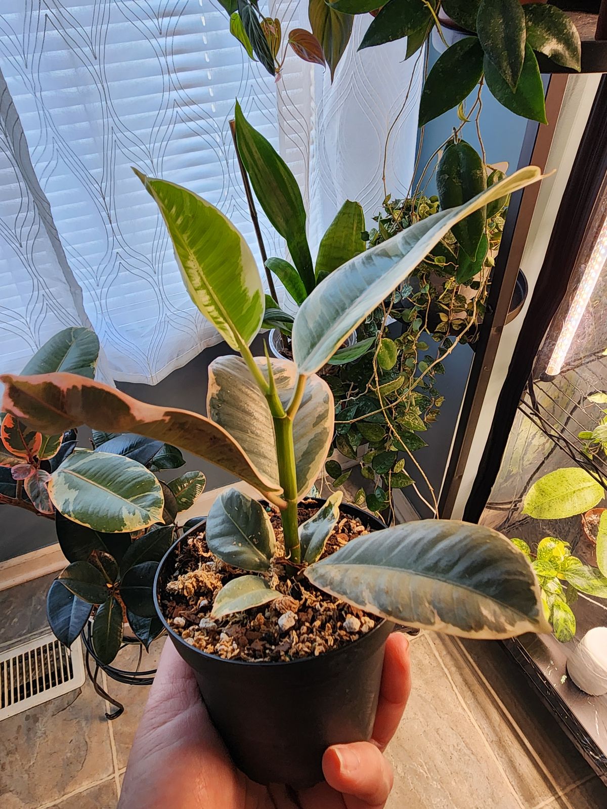 4" Ficus 'Tineke'  BWH Plant Co