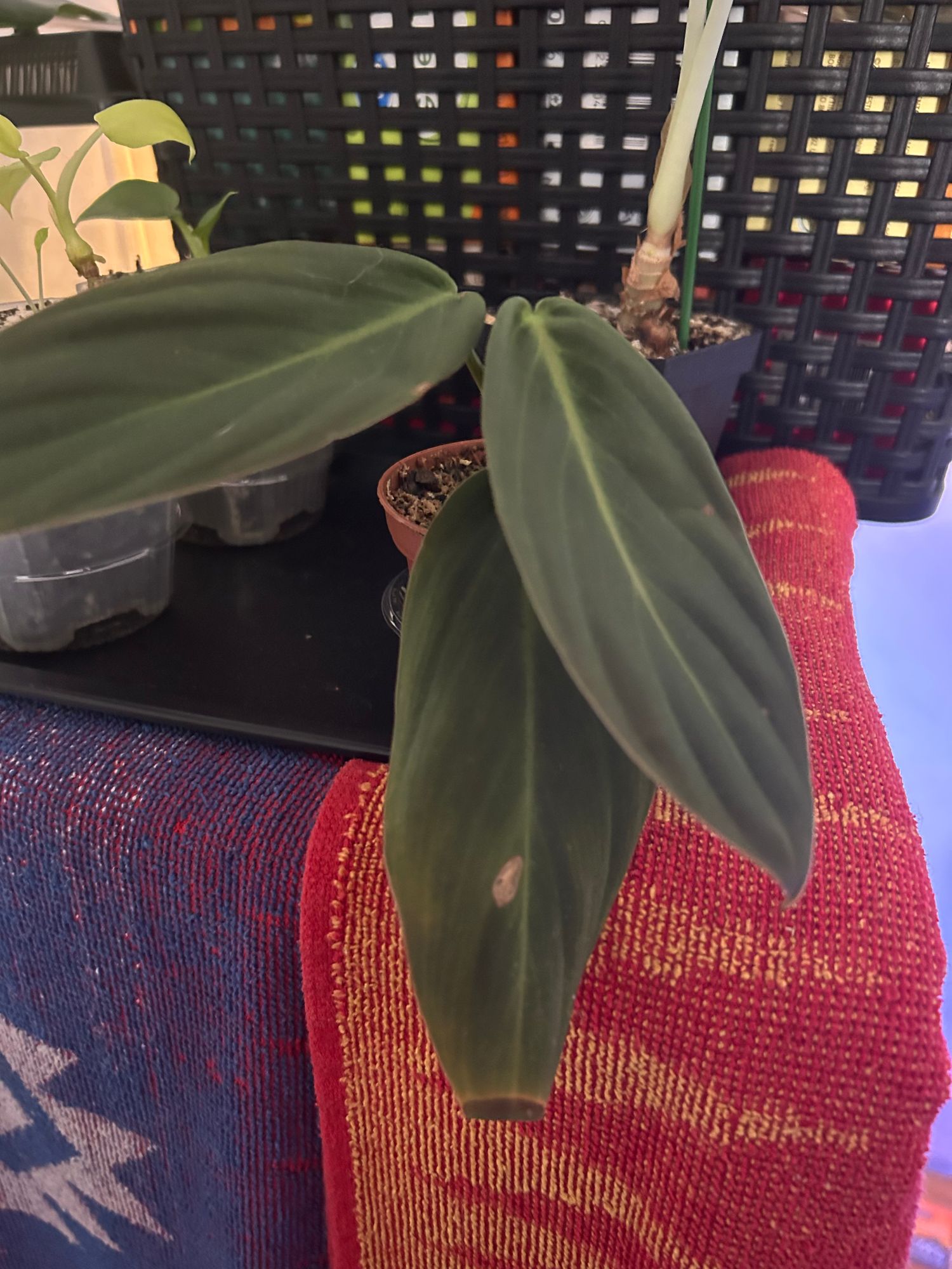 philodendron stingray 4