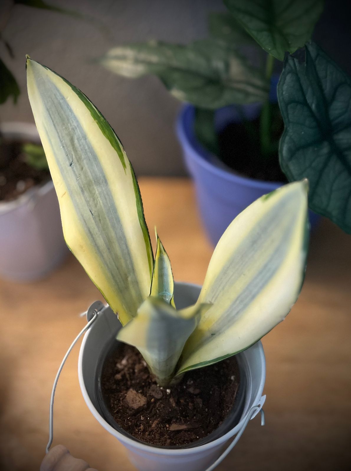 4" Sansevieria 'Ghost'  BWH Plant Co