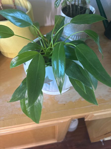 4" Philodendron 'Giganteum'  BWH Plant Co