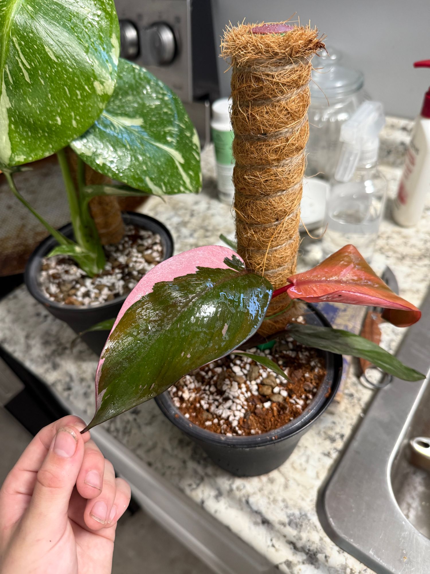 4" Philodendron 'Pink Princess'  BWH Plant Co