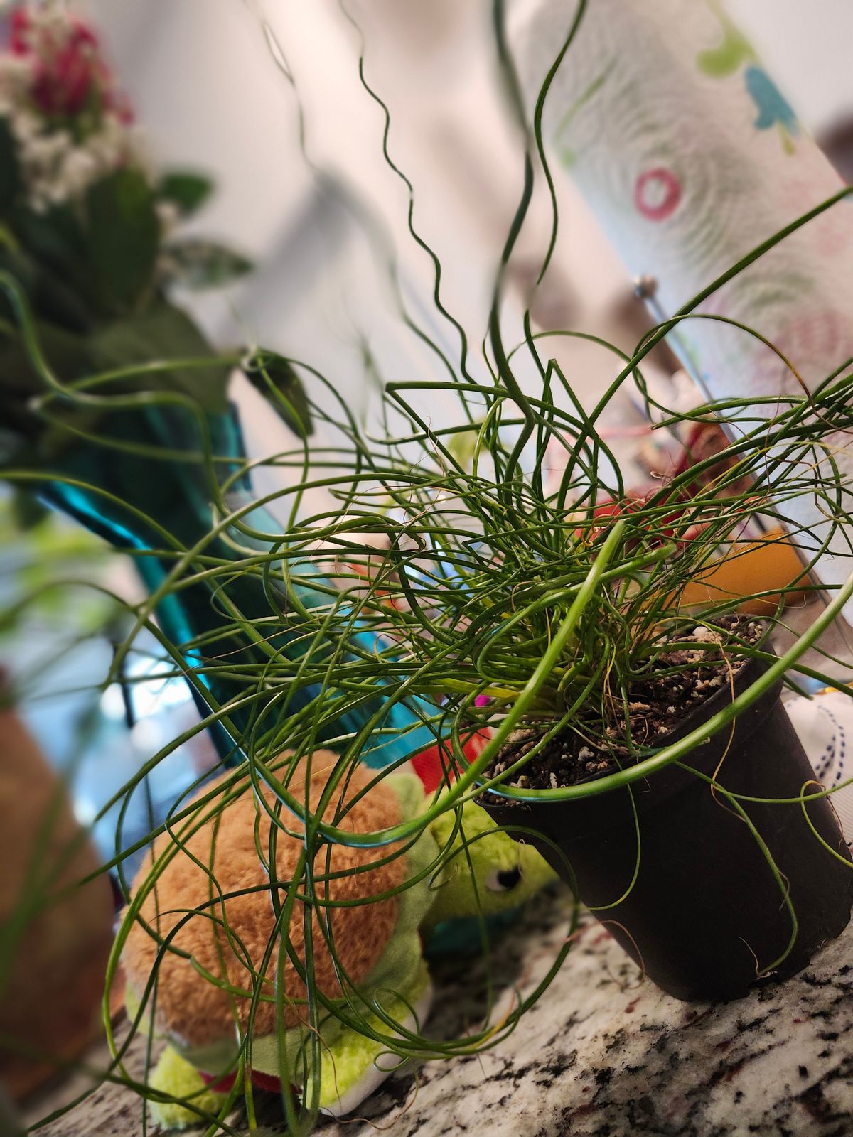 4" Juncus 'Spiralis Twister' (Corkscrew Plant)  BWH Plant Co