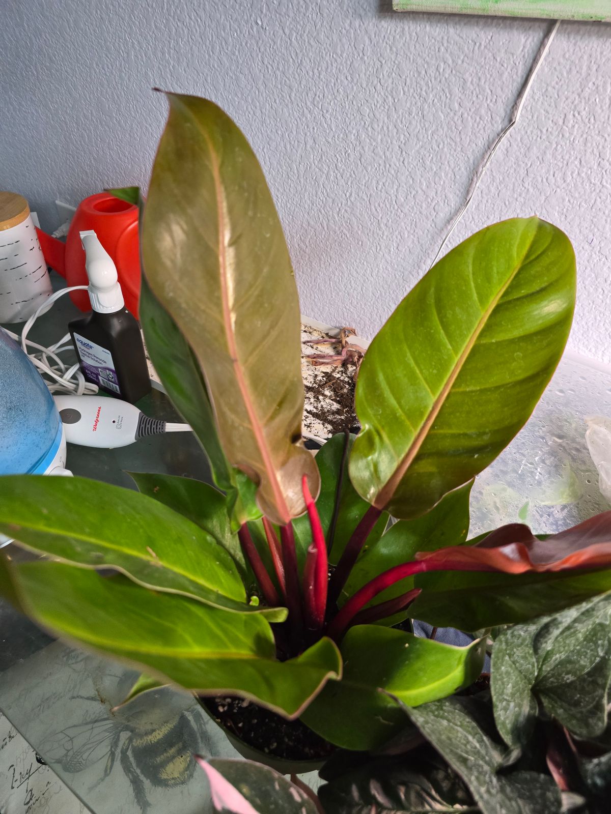 zz plants ZZ Plant, 14