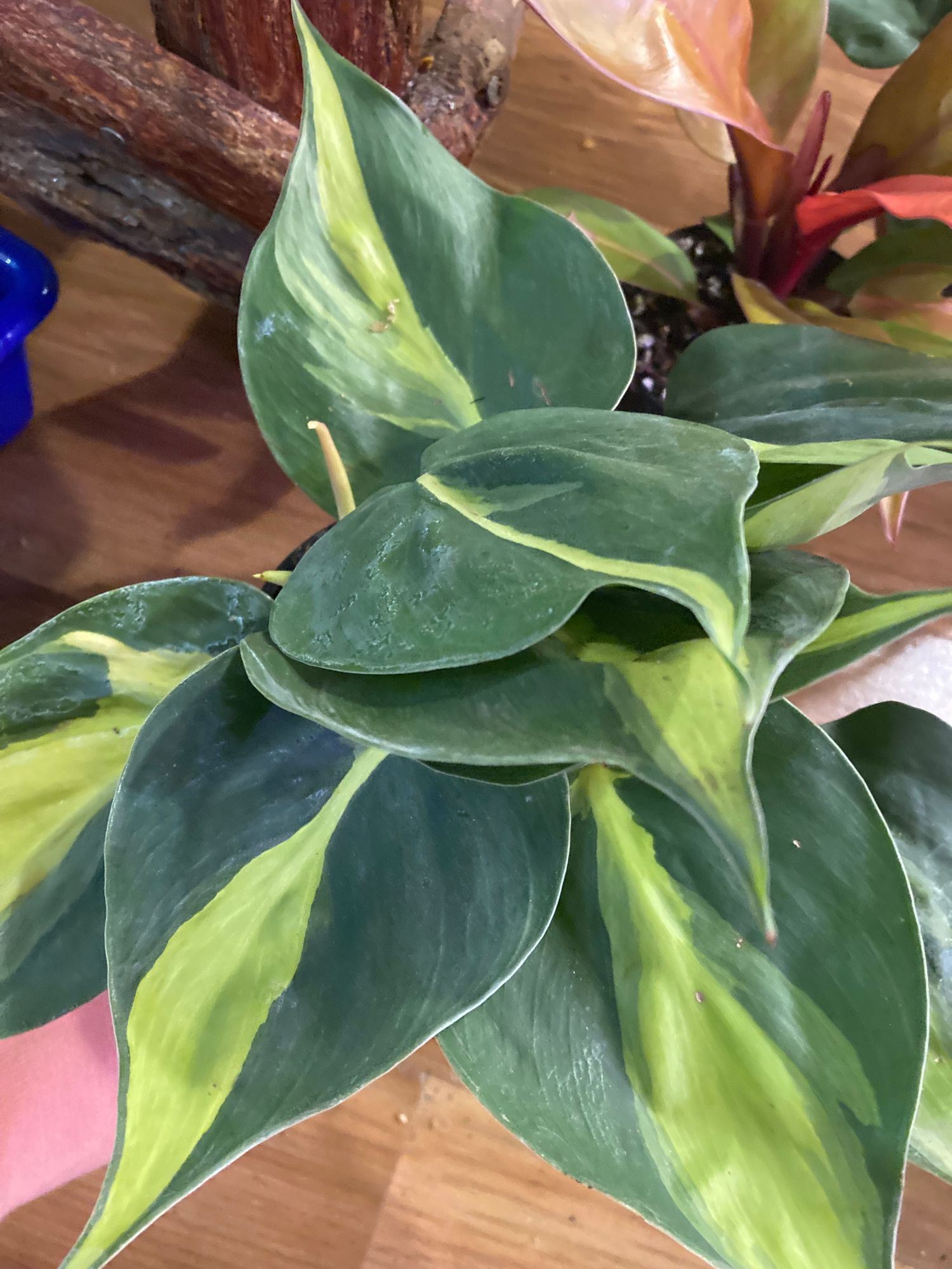 4" Philodendron 'Brasil'  BWH Plant Co