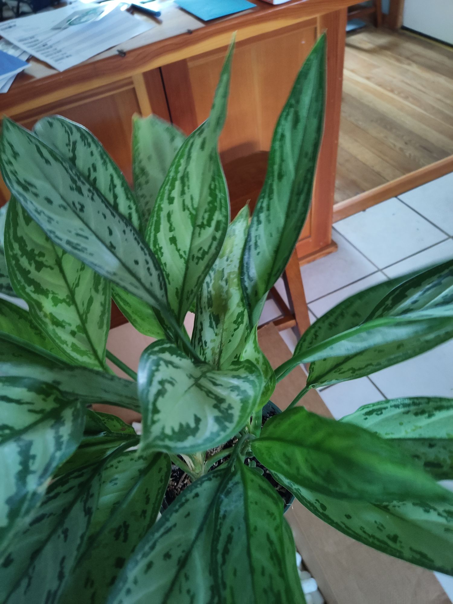 indoor house plant stakes Wave I Plant Stake main image 1