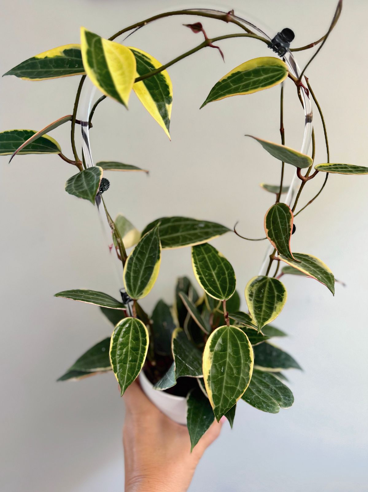 4" Variegated Hoya 'Macrophylla' - BWH Plant Co.
