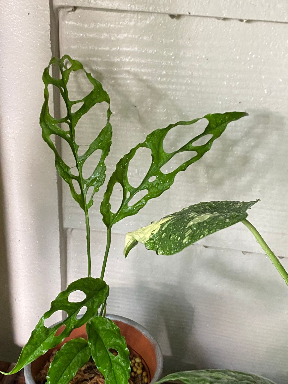 gumtree plants Monstera deliciosa albo variegata