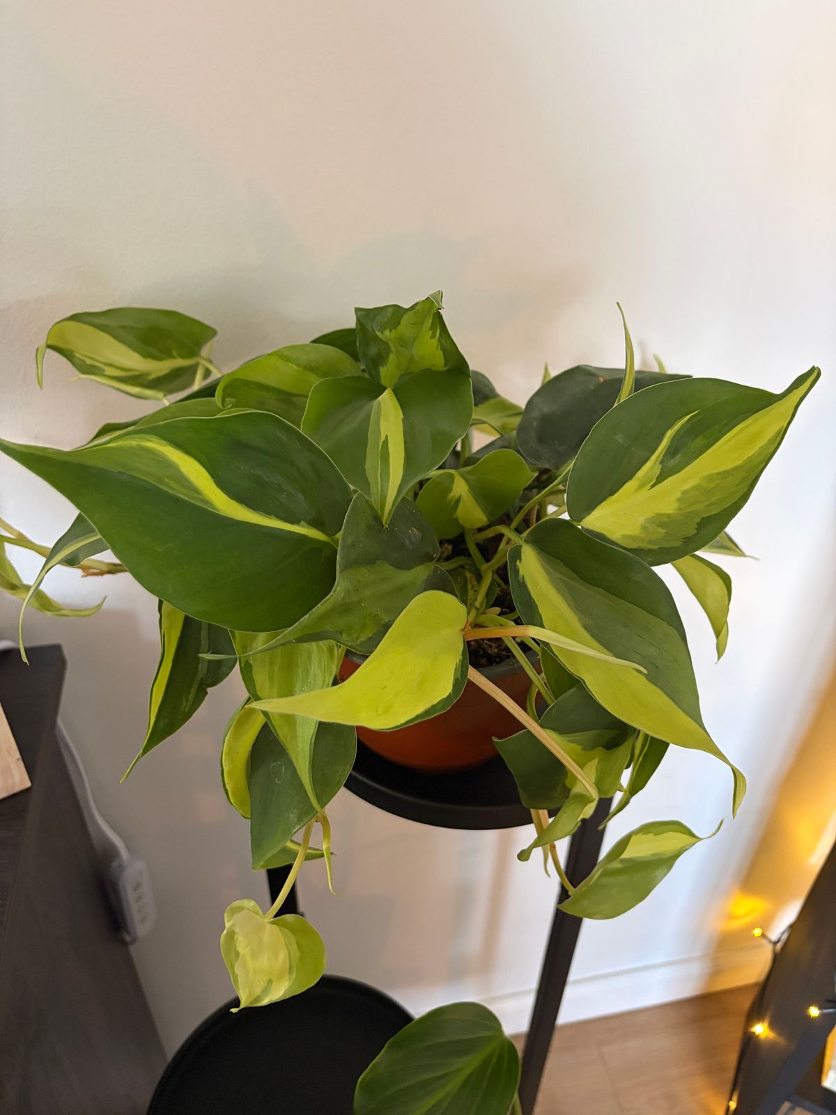 4" Philodendron 'Brasil'  BWH Plant Co