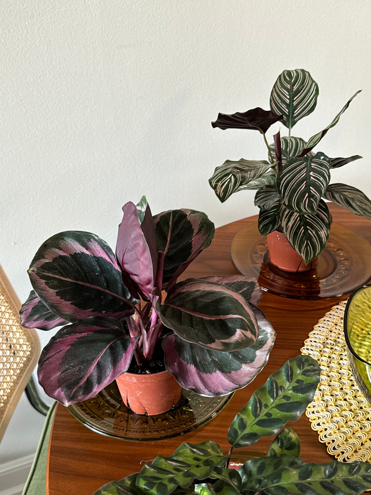 4" Calathea Roseopicta 'Little Princess'  BWH Plant Co