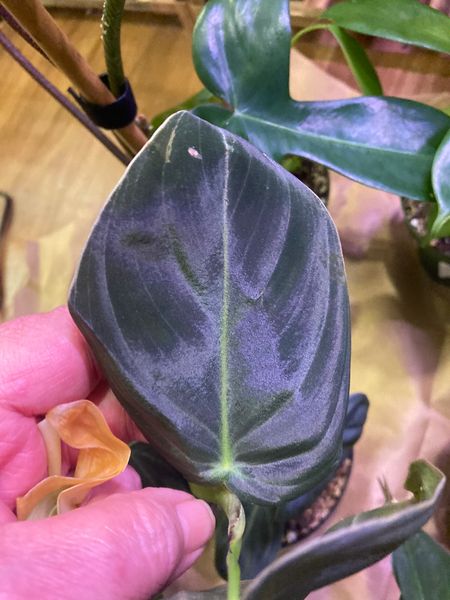 4" Philodendron 'Melanochrysum' - BWH Plant Co.
