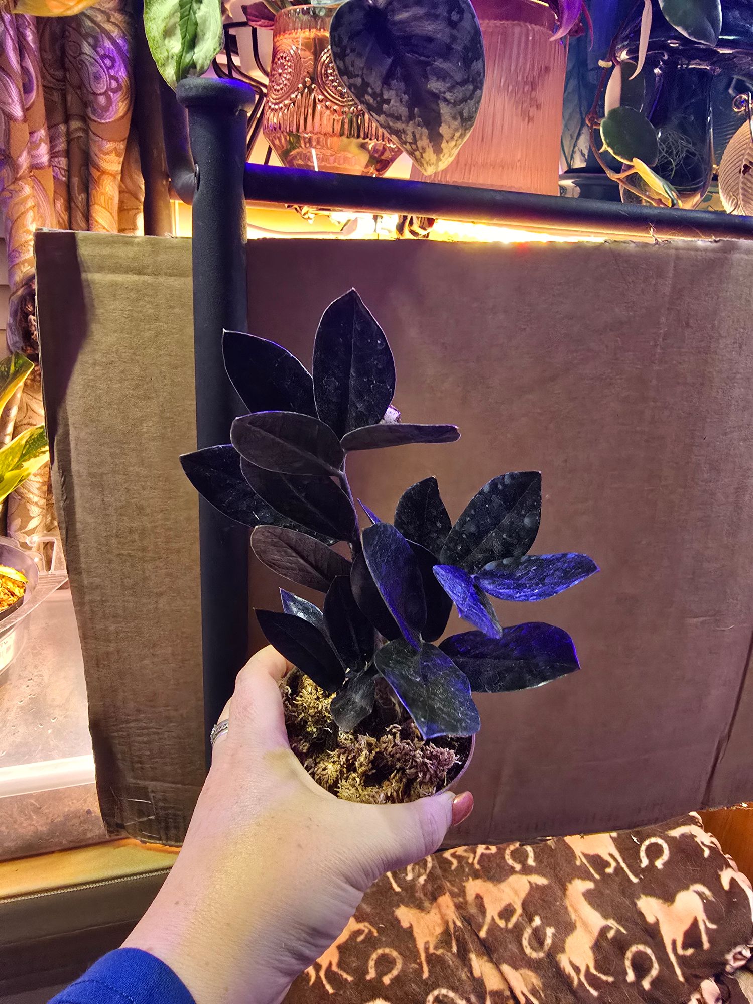 4" Zamioculcas Zamiifolia 'Black Queen'  BWH Plant Co