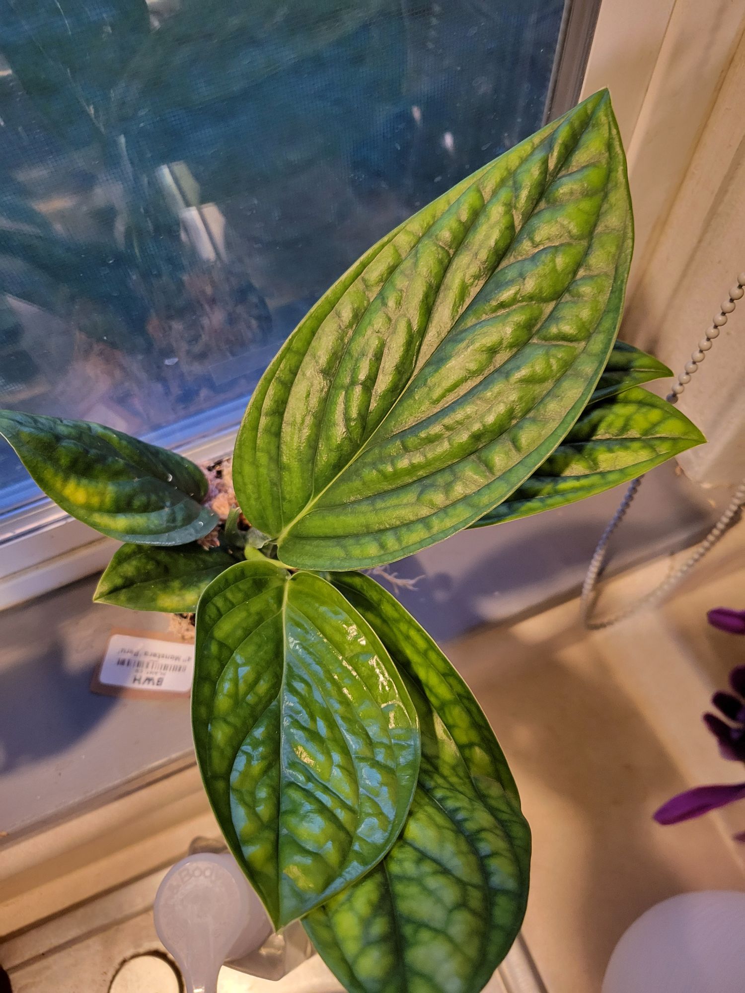 philodendron subpinnata Monstera Subpinnata