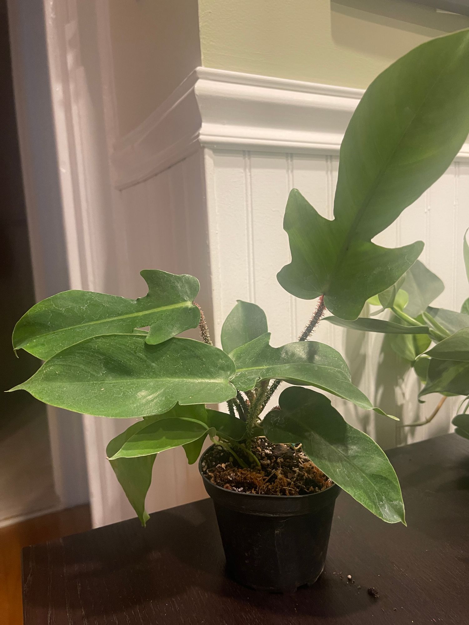 4" Philodendron 'Squamiferum' - BWH Plant Co.