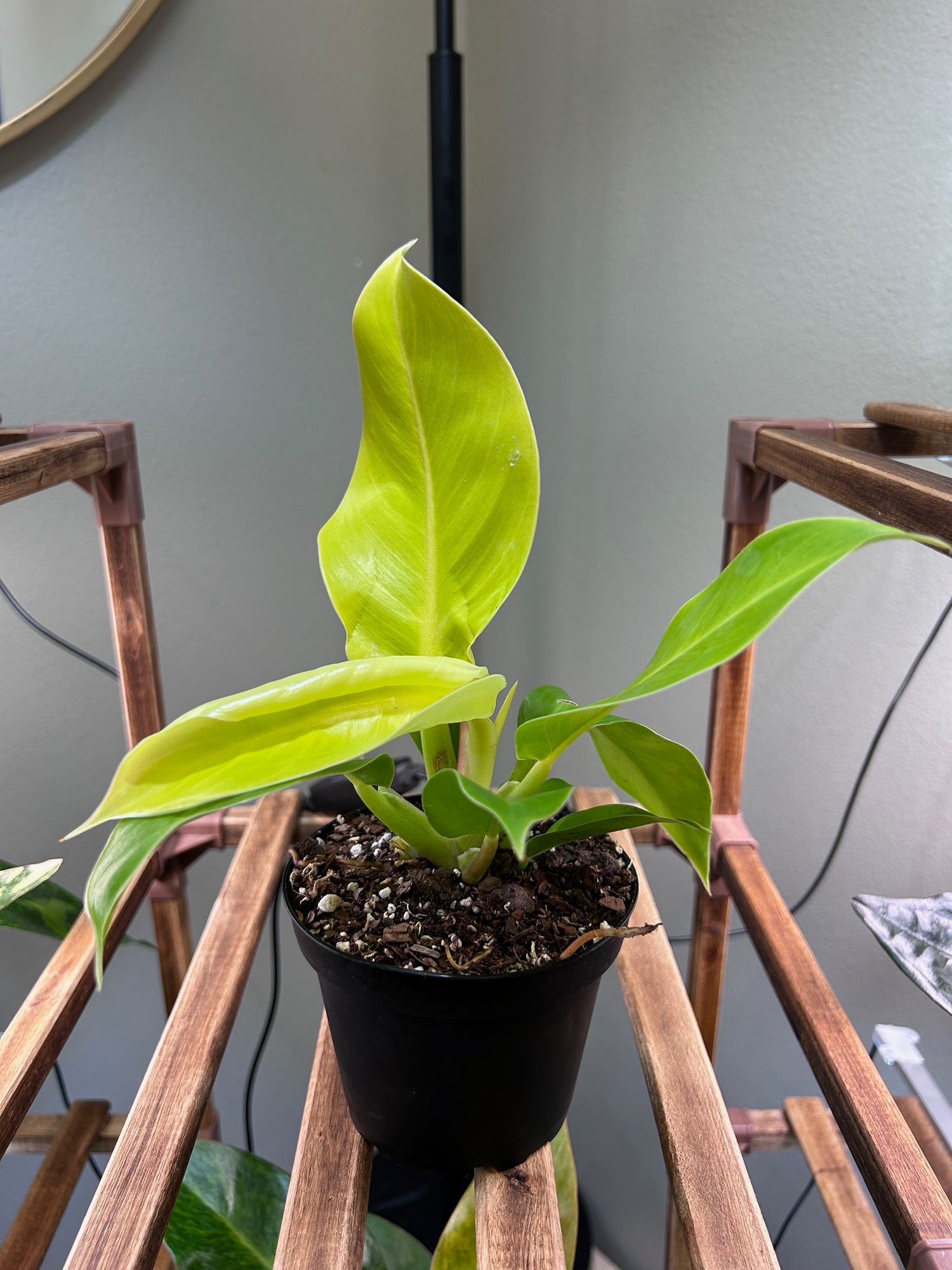 6" Philodendron 'Moonlight'  BWH Plant Co