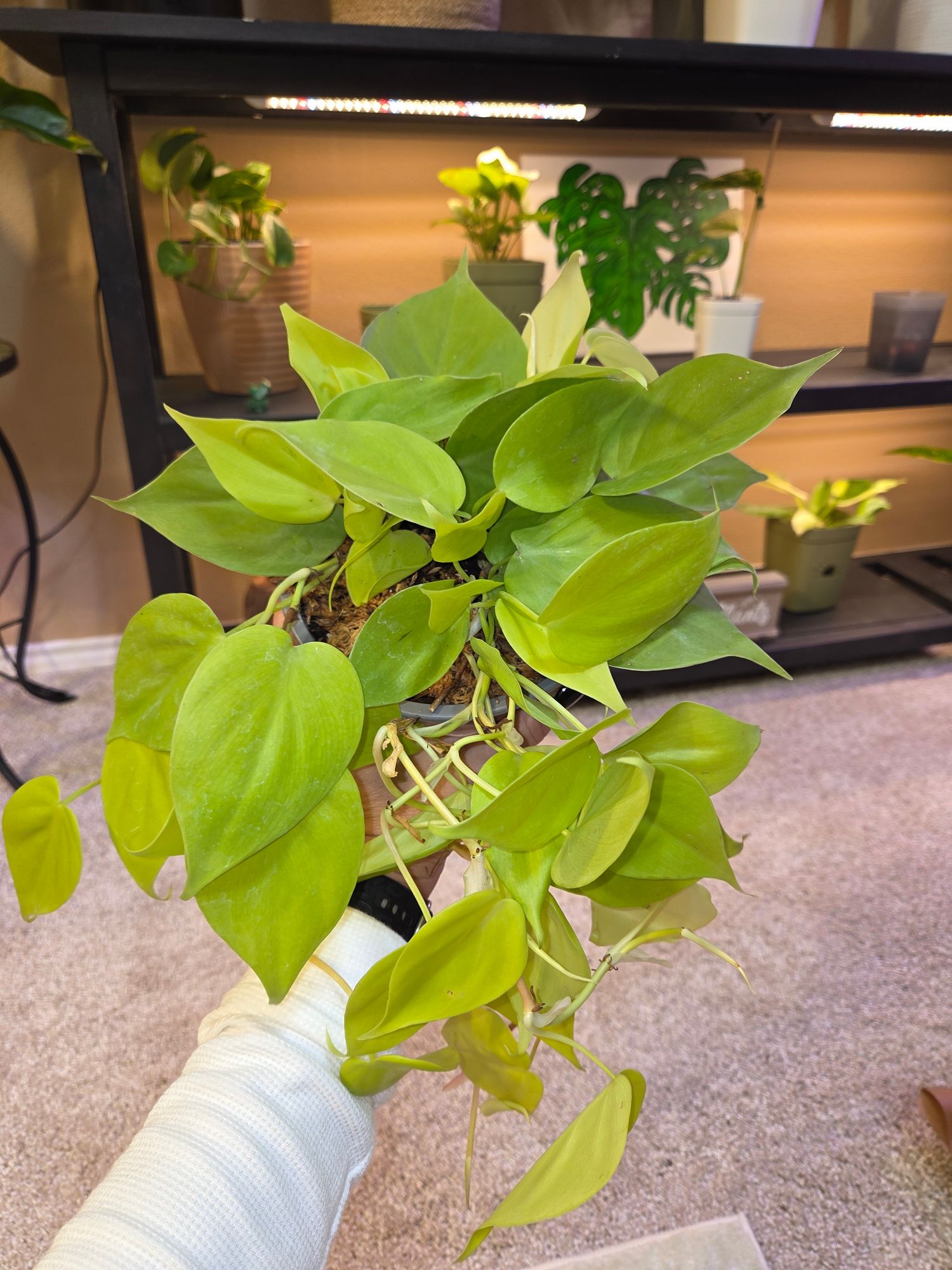 4" Philodendron 'Cordatum Lemon' - BWH Plant Co.