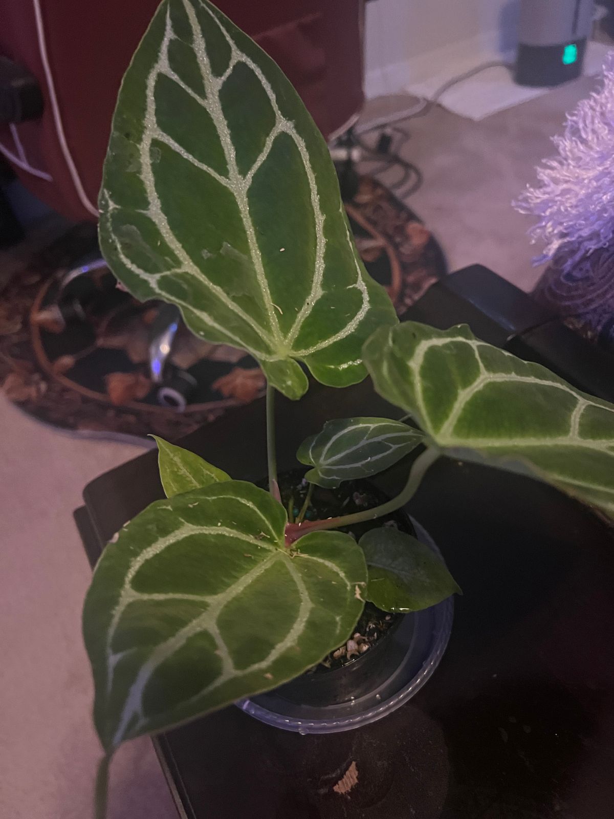 philodendron xanadu obi Philodendron-Xanadu  Jolly Green Nursery