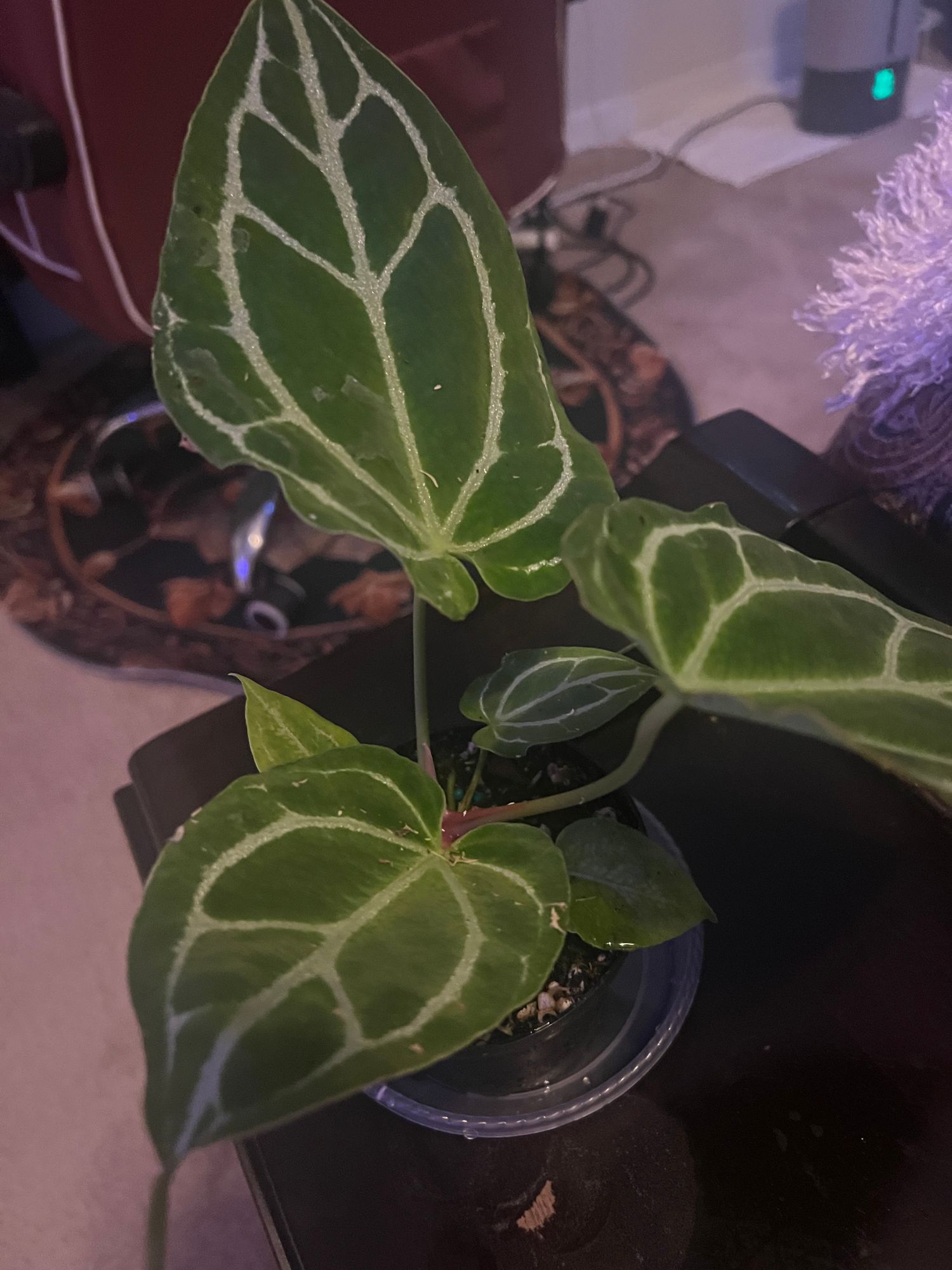 4" Anthurium 'Crystallinum'  BWH Plant Co