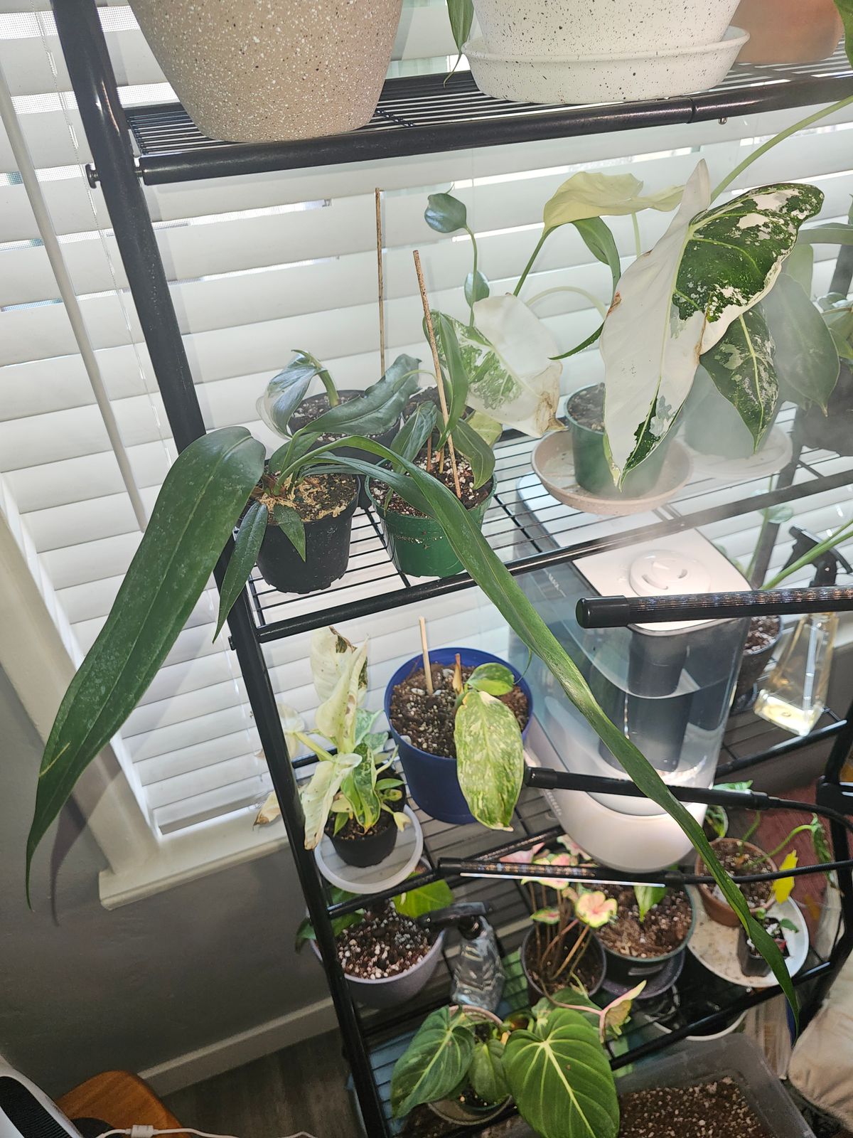 thistle and spire dracaena Dracaena indivisa main image 1