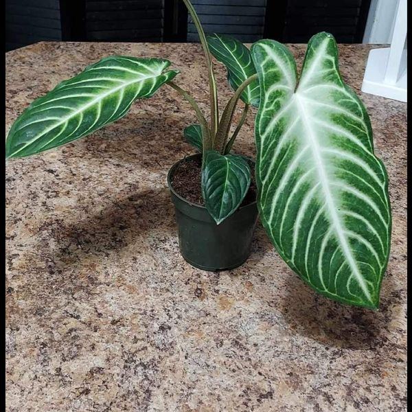 4" Xanthosoma Lindenii 'Magnificum'  BWH Plant Co